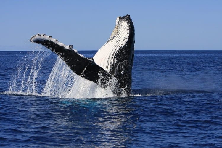 New Study Reveals Language-Like Patterns in Whale Songs