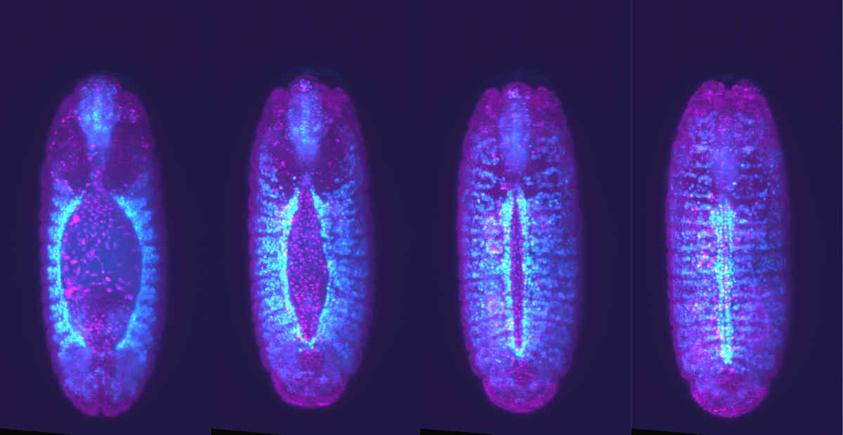 Heart Cells "Speed Date" to Find the Right Match During Development