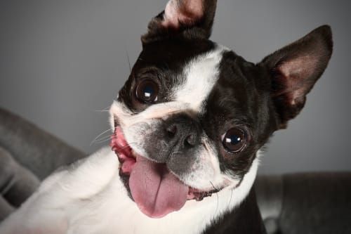 Photography Students Wow with Wonderful Pet Portraits