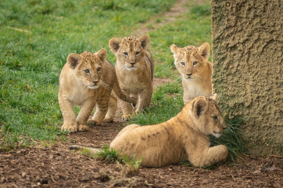 Fur-st Time Out