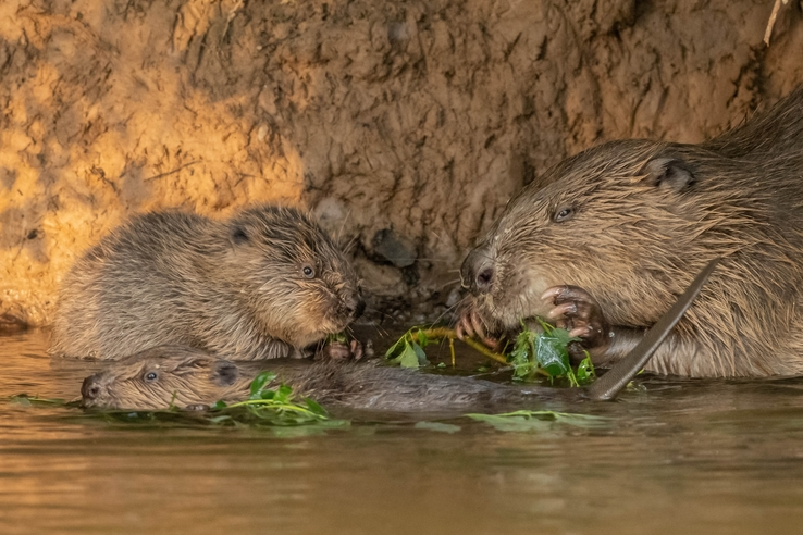 Beavers Are Coming Home!