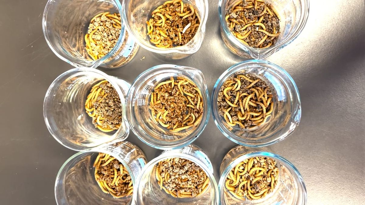 Can Plastic-Eating Bugs Help With Our Microplastic Problem?