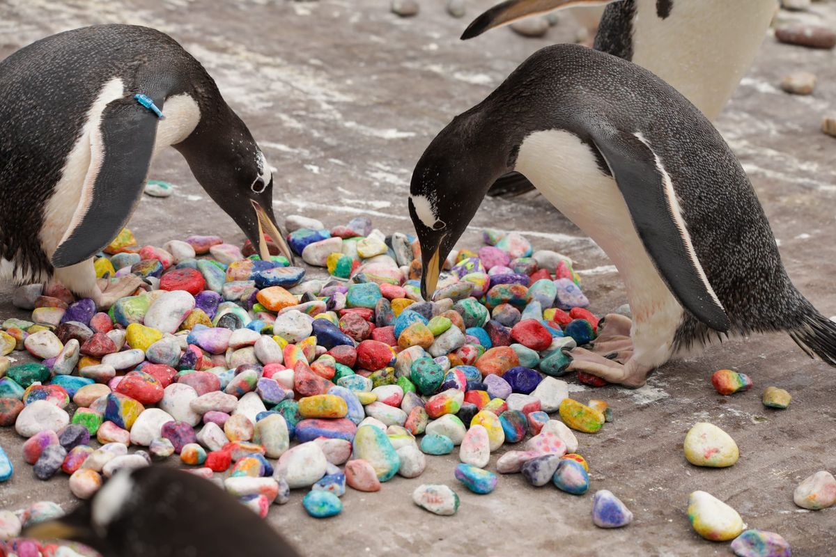 Edinburgh Children Paint Special Pebbles for Penguins