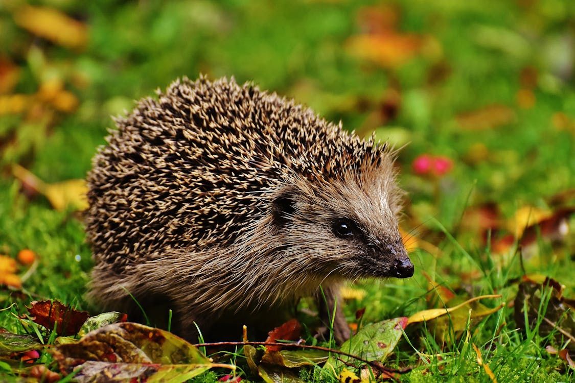 From Hedgehogs to Bees: Simple Ways to Help Wildlife Beat the Heat