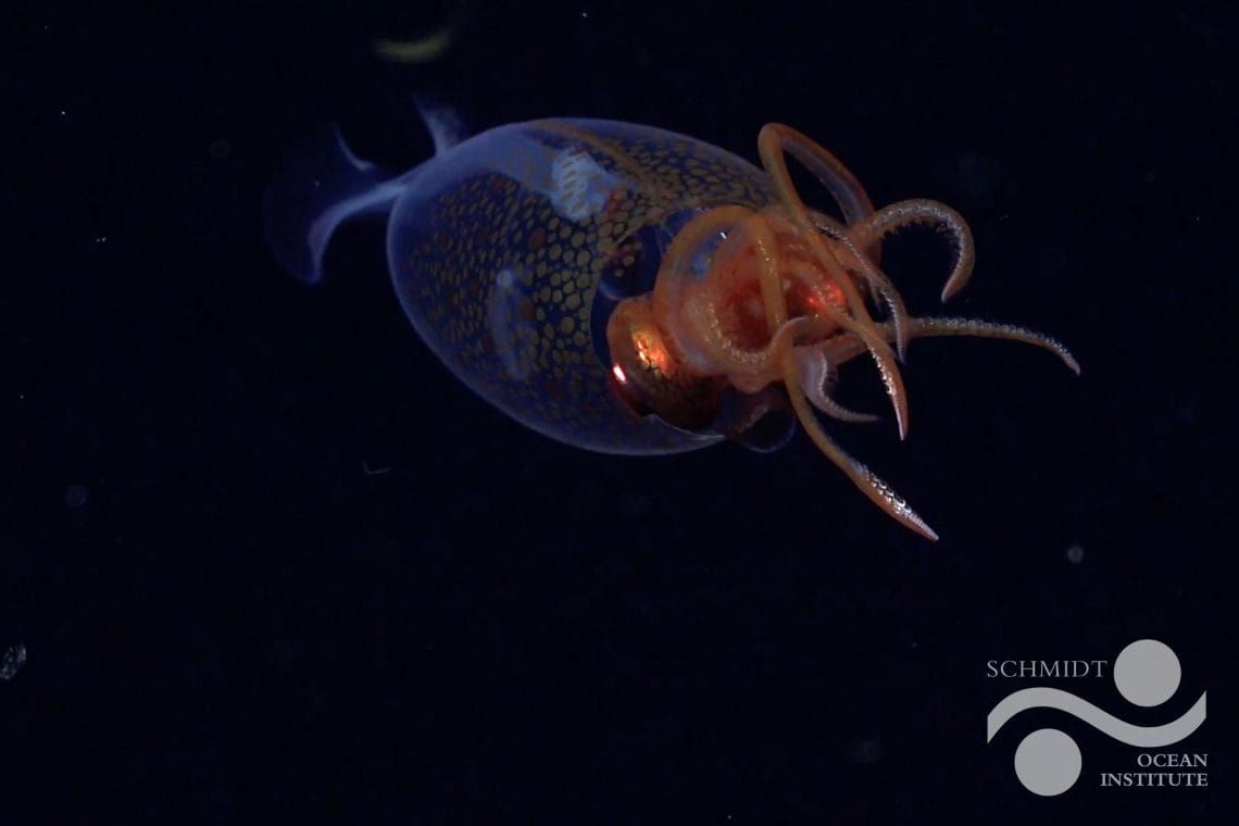 First Confirmed Footage of a Colossal Squid—and it’s a Baby!