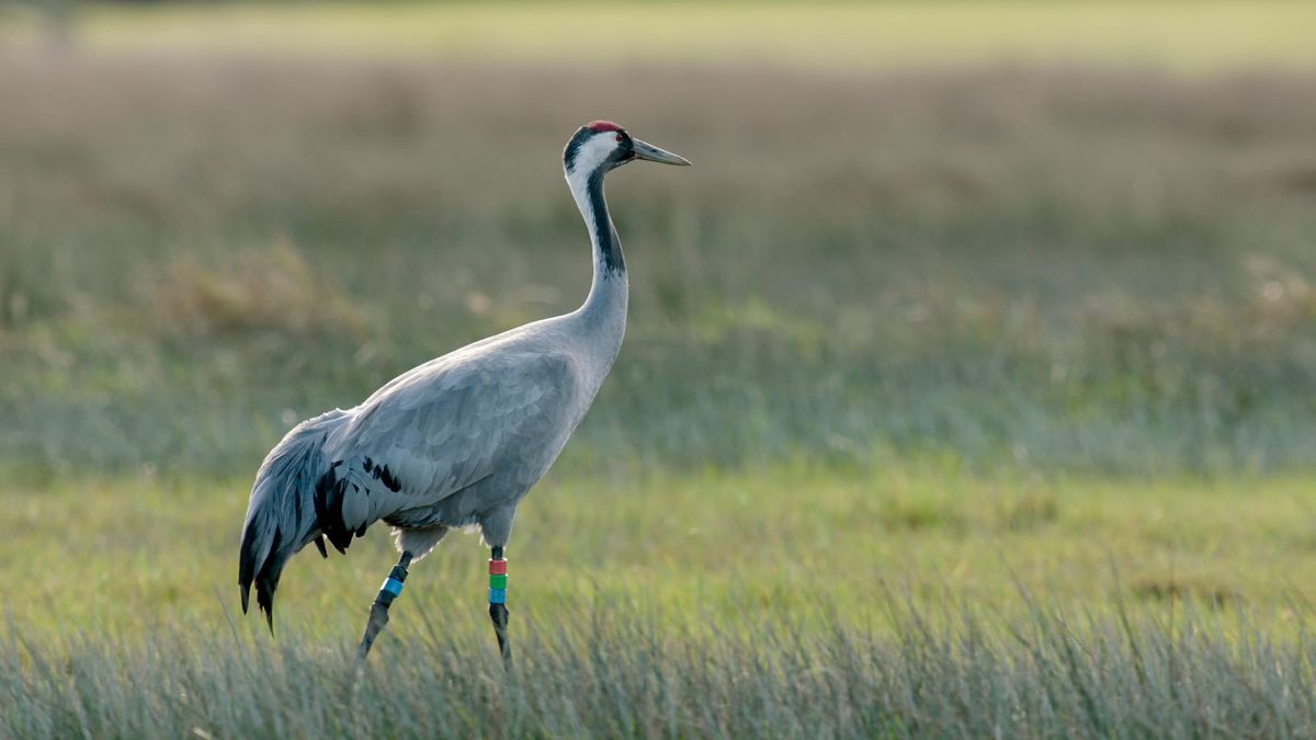 Record-Breaking Year for UK’s Tallest Bird