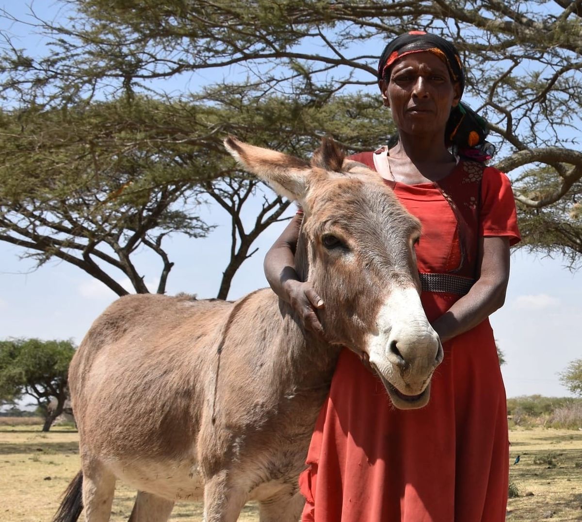 The Donkey Sanctuary Shortlisted for the Charity Awards 2025