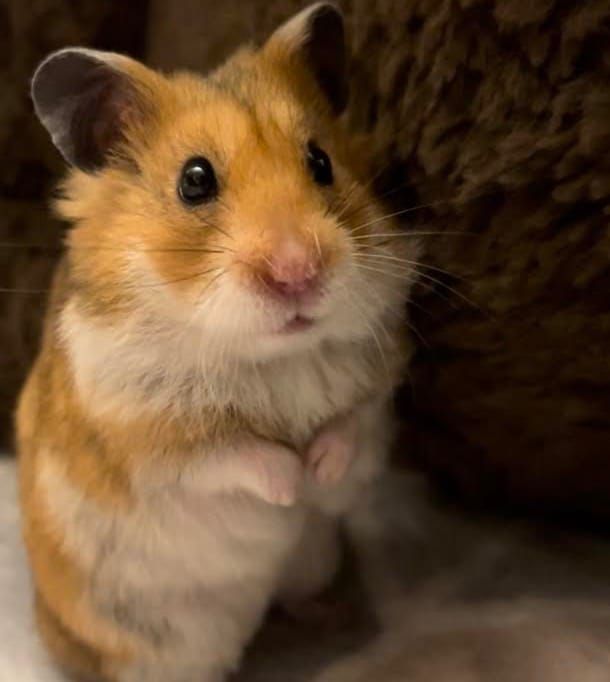 From Hamster Wheel to Wedding Bells: How a Little Pet Named Popcorn Changed One Family’s Life Forever
