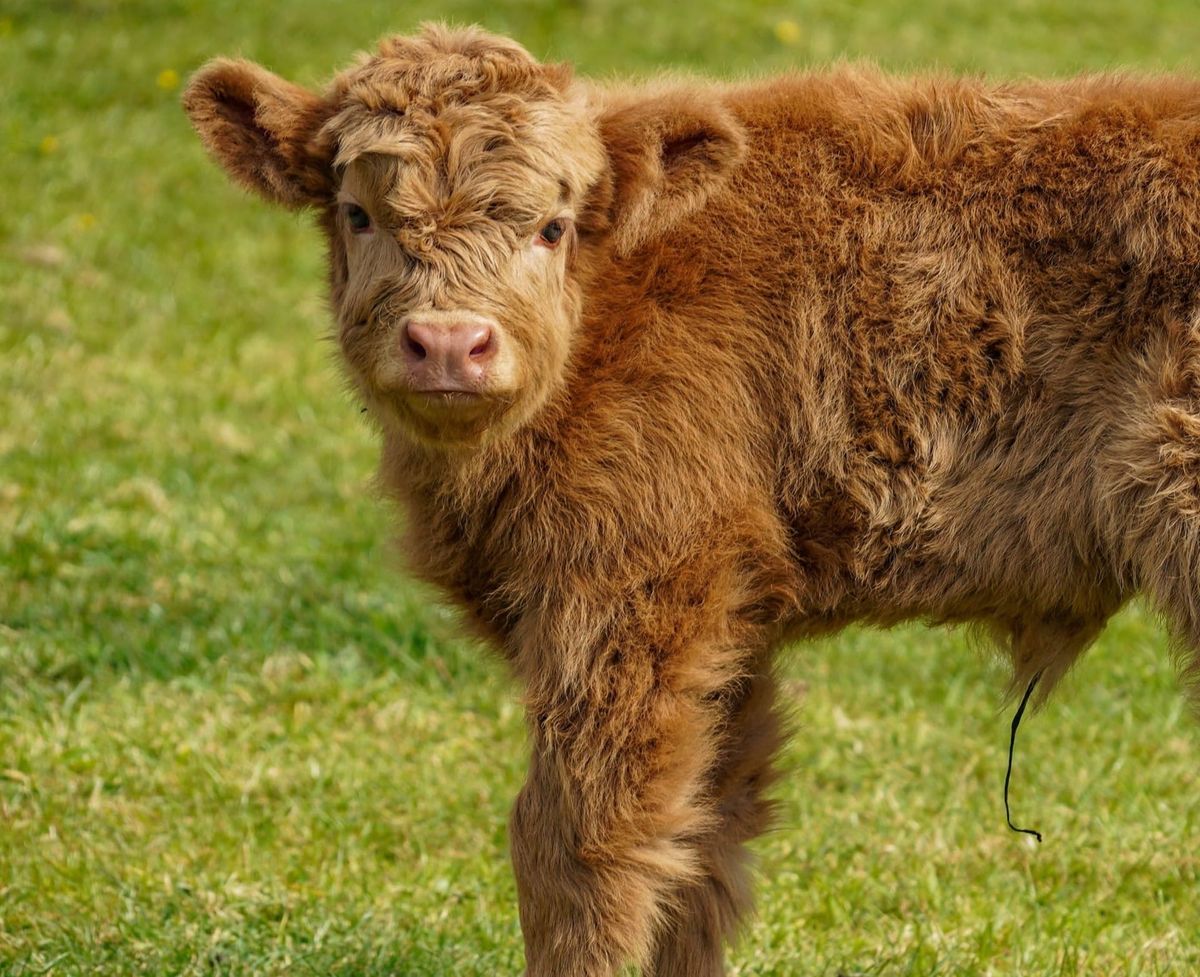 Name That Calf! Noah’s Ark Celebrates Birth of Highland Cow