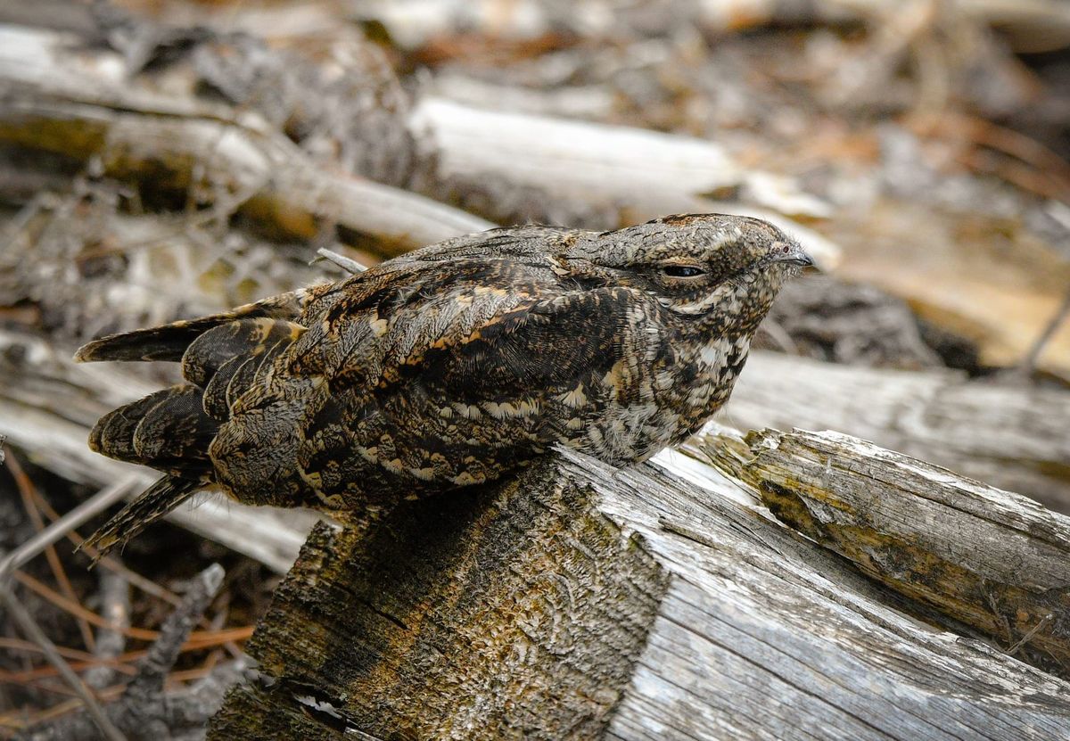 Record Number of Nightjars Counted on RSPB Reserves