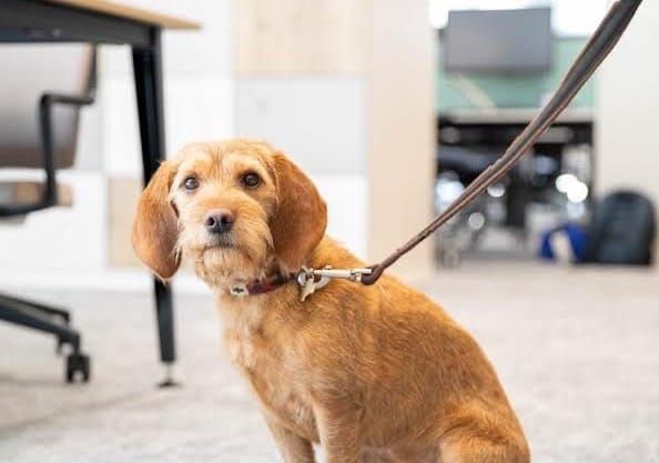 London Leads the Pack as the UK’s Most Dog-Friendly Workplace Region