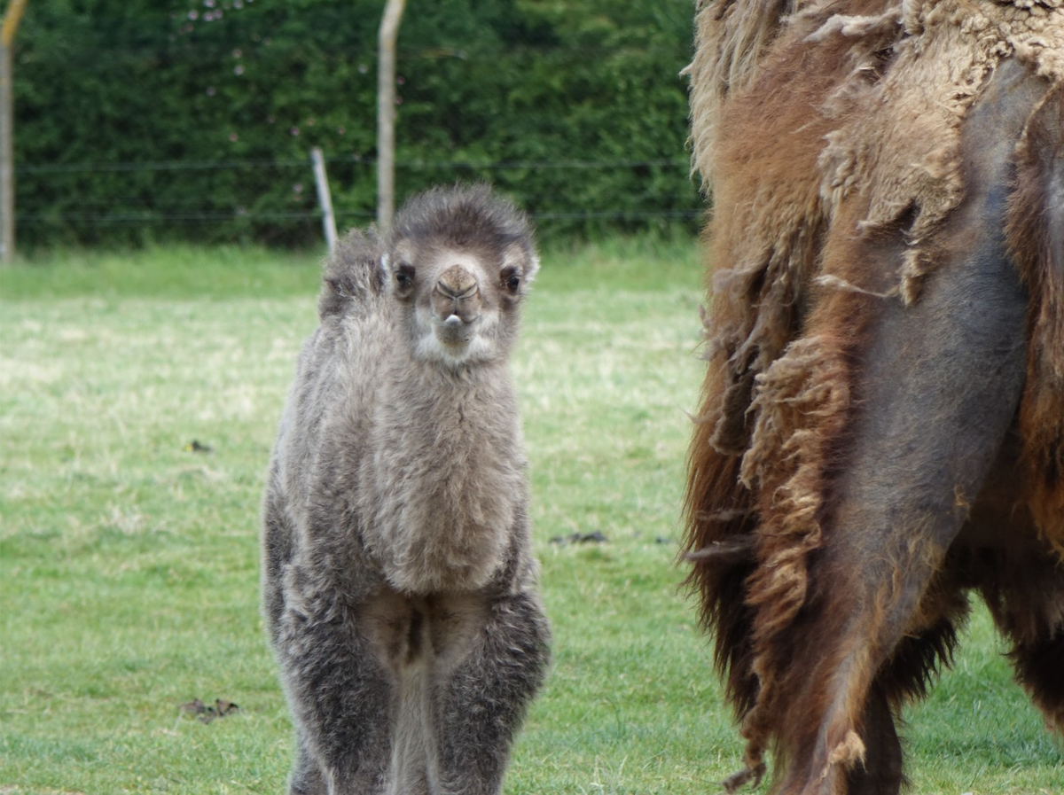 Bactrian Camel Calf Born at Whipsnade Zoo