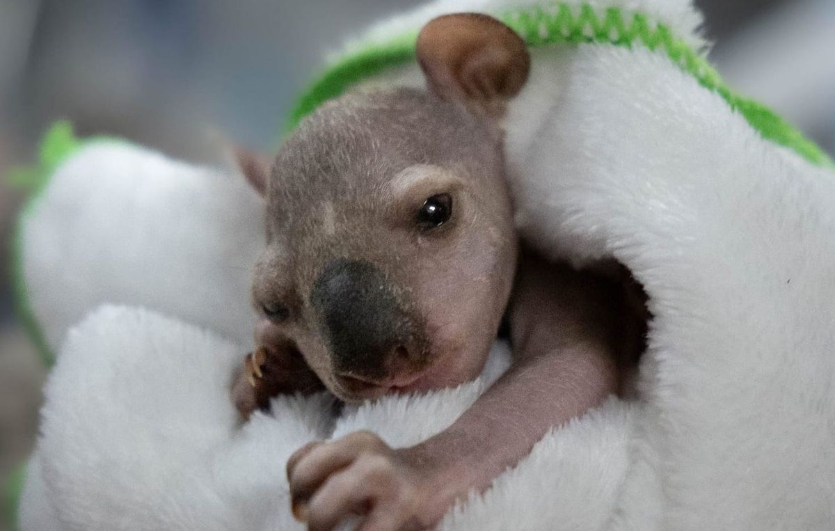 Against The Odds: Koala Joey Reunited with Mother in Unique Rescue Success