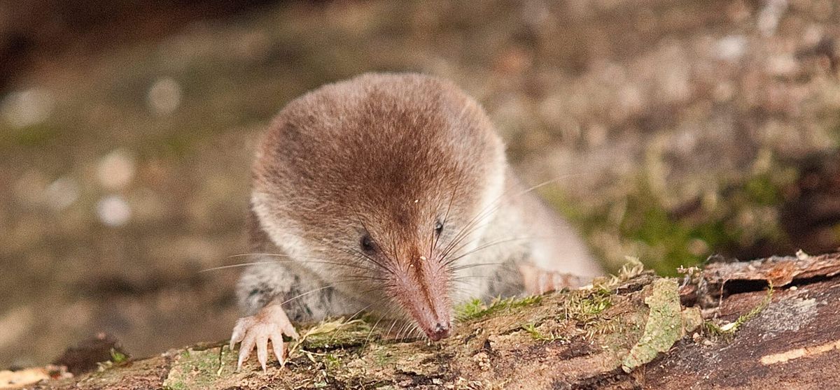 Once-in-a-Lifetime Finding of Incredibly Rare ‘Humbug’ Pygmy Shrew Photographed in Cornwall