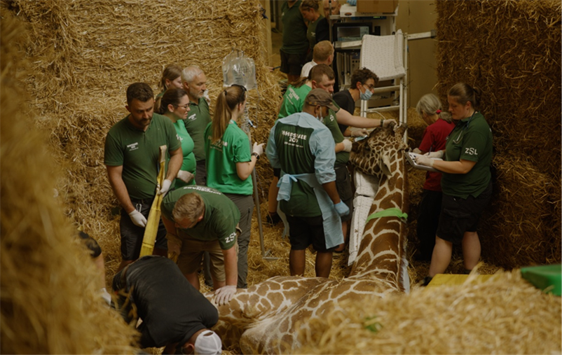 Specialist Vets Travel More than 4,000 Miles to Treat Giraffe at Bedfordshire Zoo