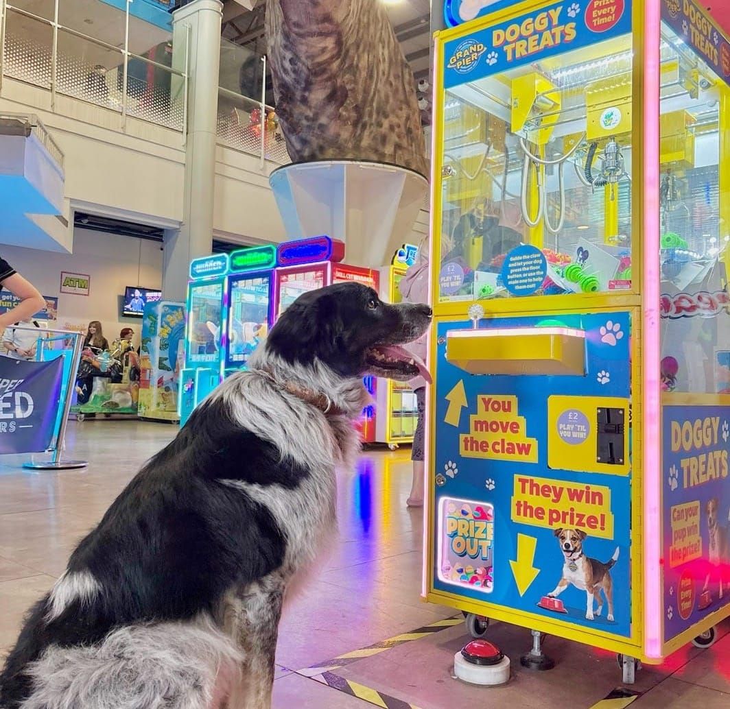 The Grand Pier Goes Mutts — Dogs Now Welcome Fur-ever!