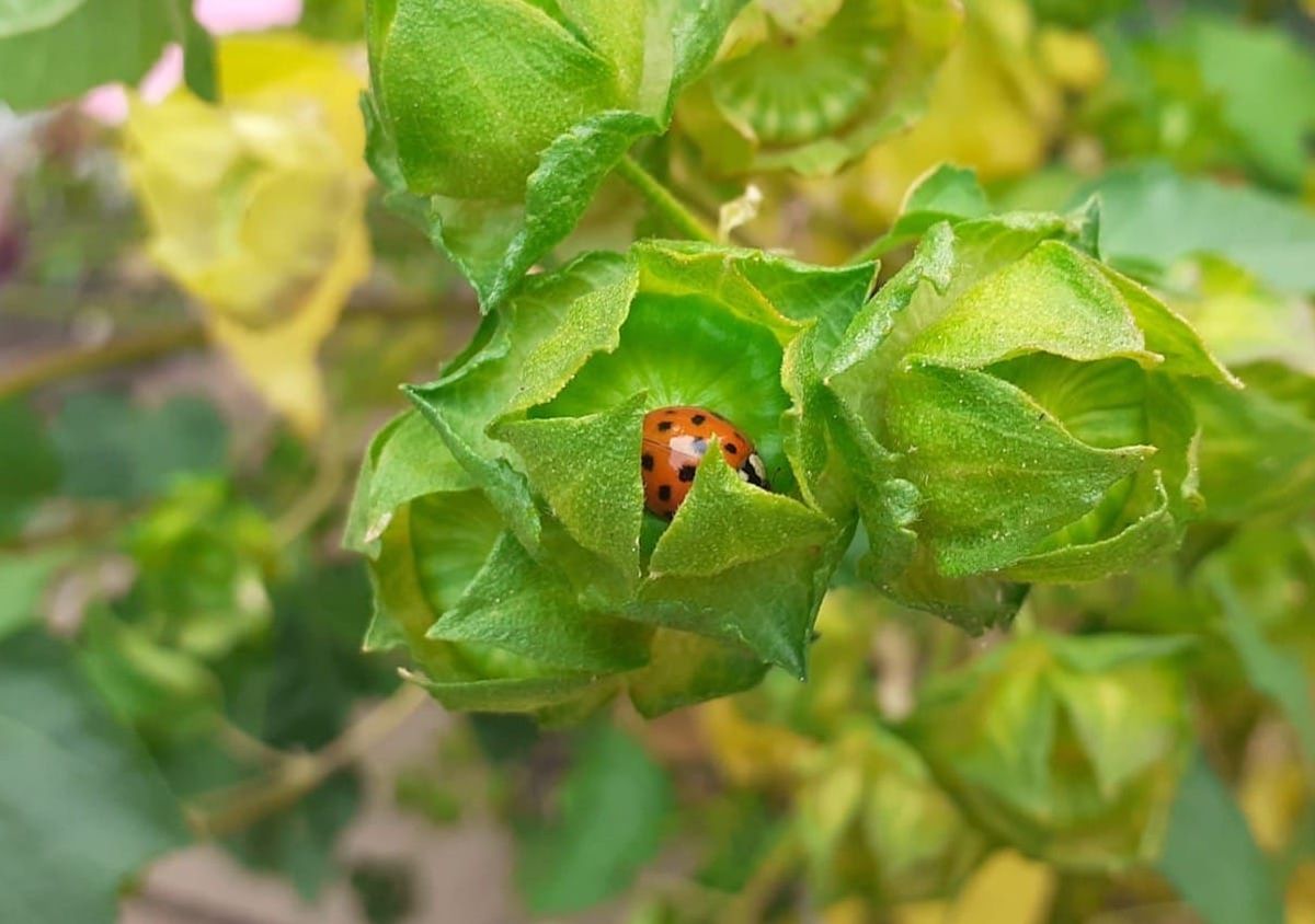 Ladybird Invasion Delights and Surprises Weston‑super‑Mare Residents