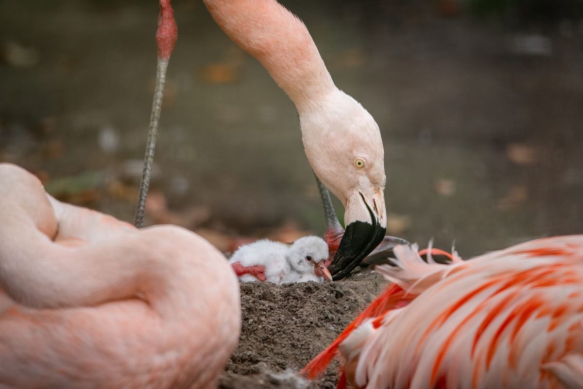 Edinburgh Zoo Welcomes First Flamingo Chick in Nine Years