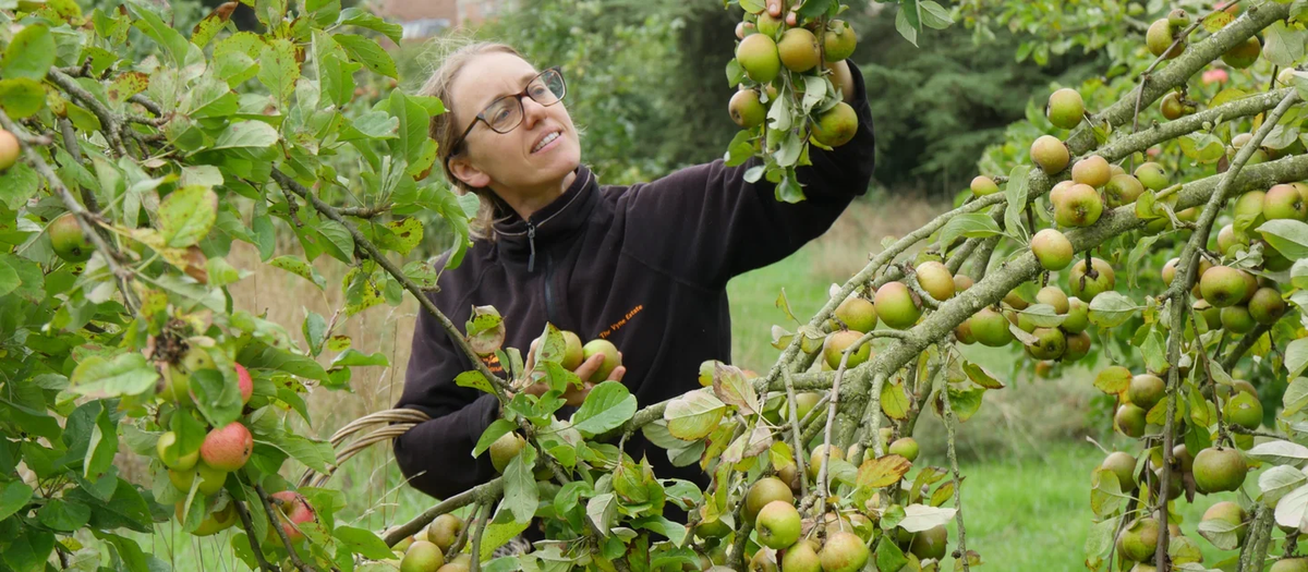 Bumper Crops of Apples and Pumpkins at National Trust Gardens Despite Drought and Record-Breaking Hot Summer