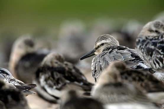 Record Bird Numbers on RSPB Nature Reserve Created from the Excavation of the Elizabeth Line