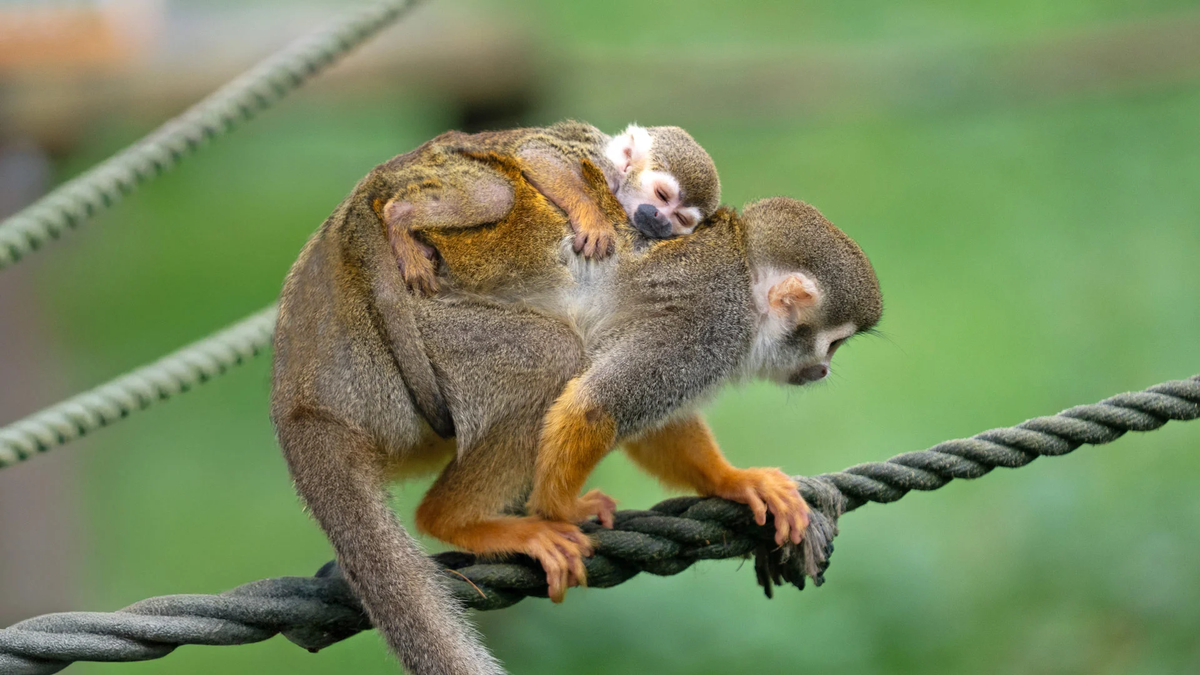 Woburn’s Tiniest New Arrival Needs a Tree-mendous Name!