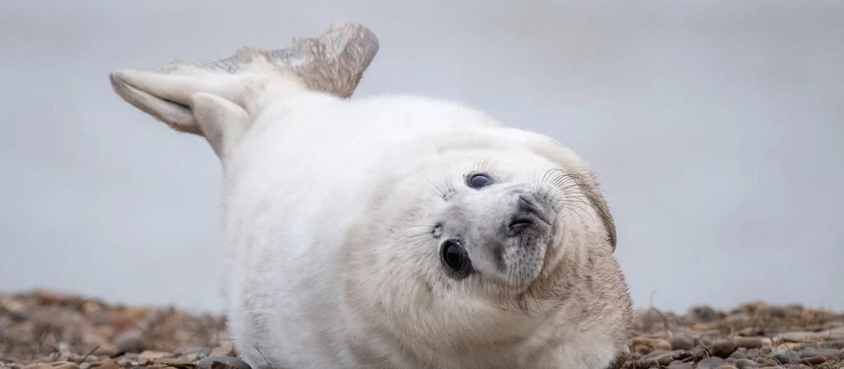 National Trust Records Huge Increase in Number of Seal Pups Born at Orford Ness in Suffolk