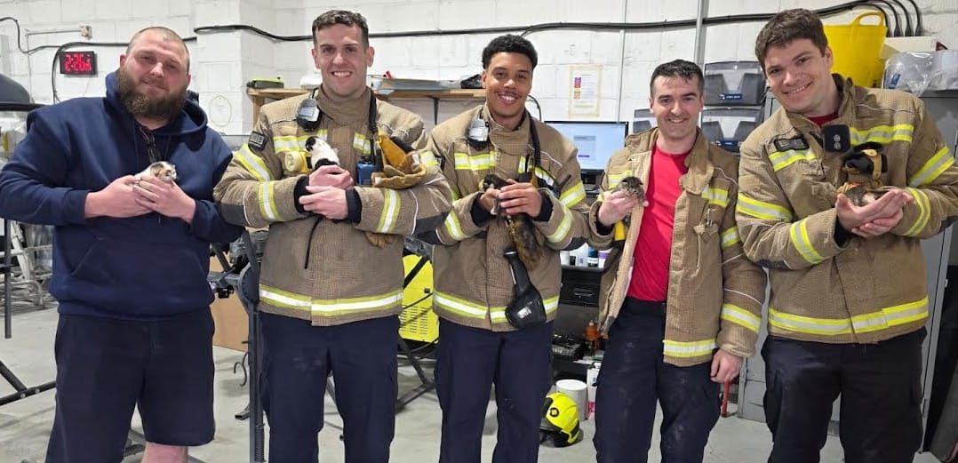Firefighters Save Five Tiny Kittens Trapped in Roof Drama