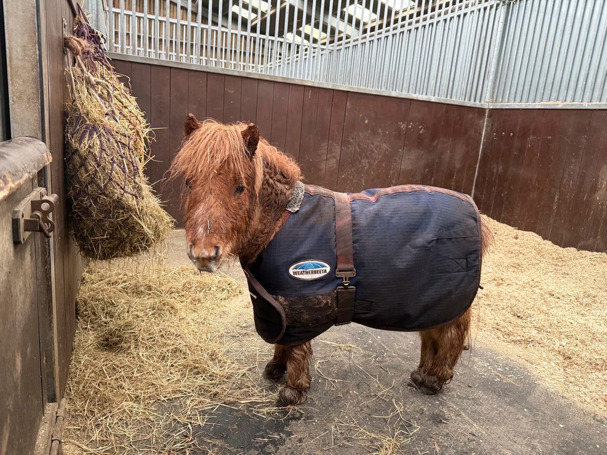 Adorable ‘Super Mini’ Pony Pickle Becomes Star of Rescue Centre