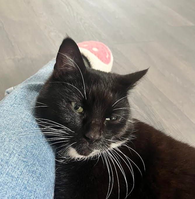 From Rescue to Royalty: Cat ‘Diva’ Finds Purr-fect Home Helping Children Heal