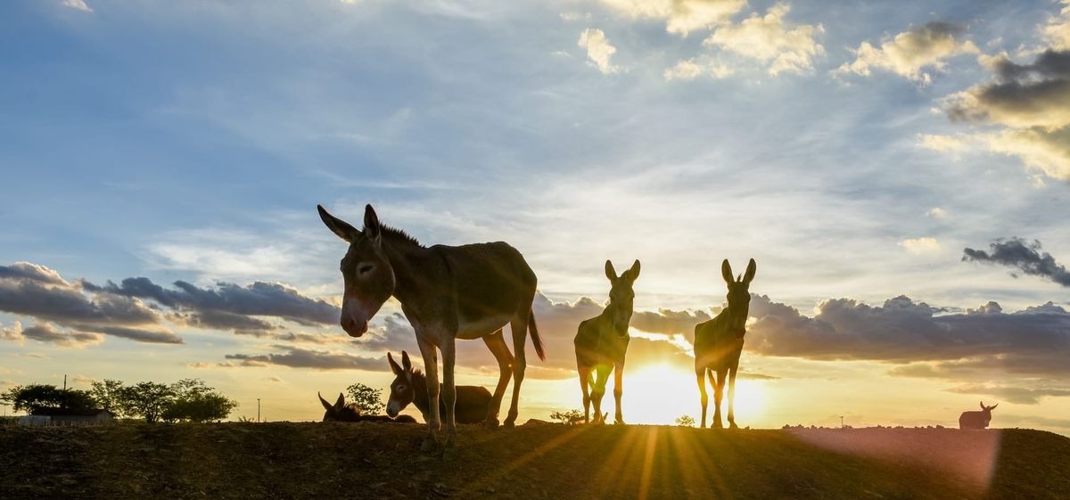 Brazil Bans Donkey Slaughter in Landmark Animal Cruelty Ruling