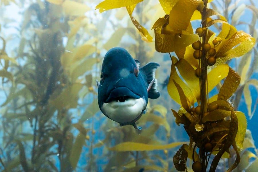 Free Screenings Celebrate Sir David Attenborough’s 100th Birthday