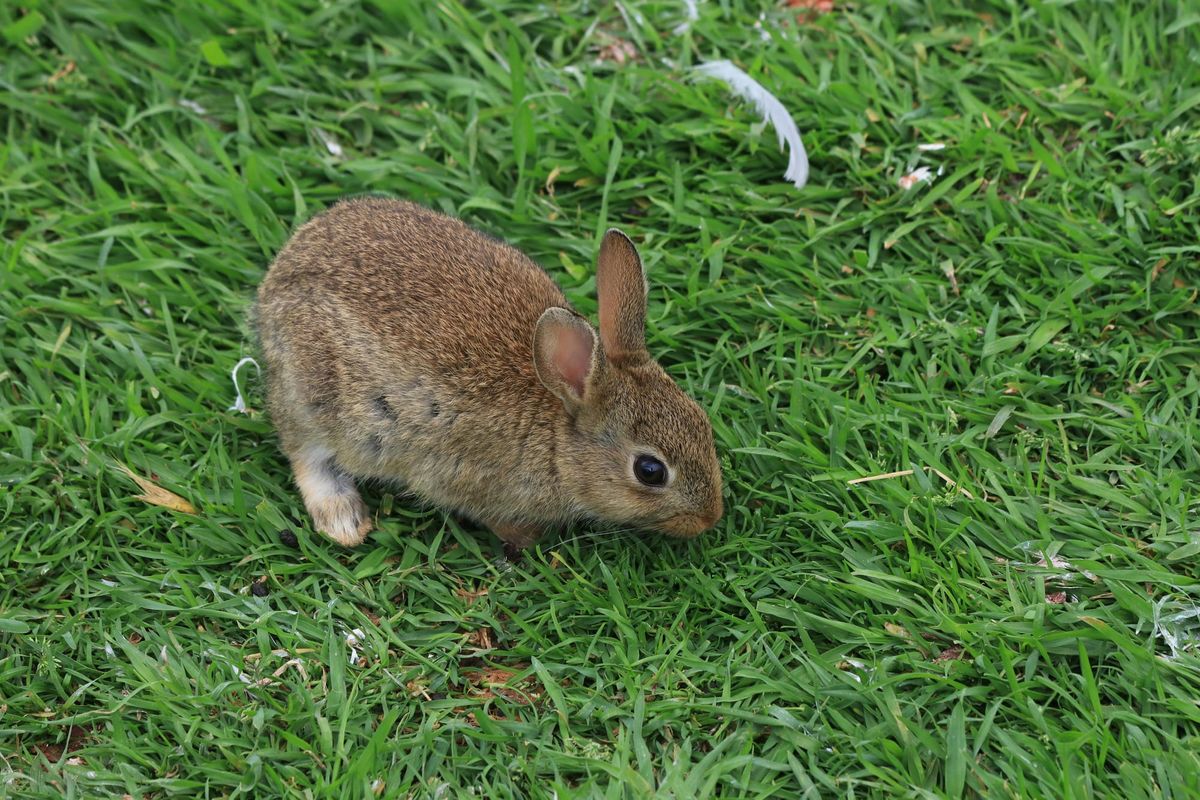 Family Reunited With Missing Pet Rabbit After Four Years in “Easter Miracle”