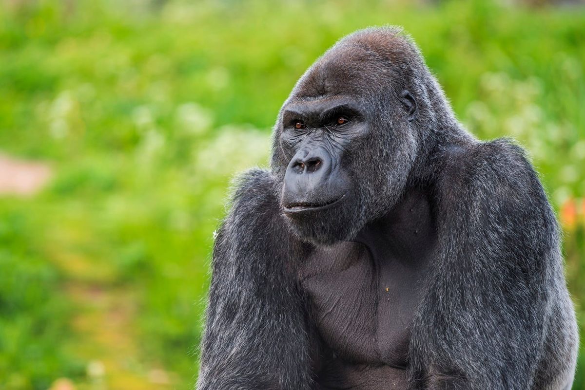 Bristol Zoo Project Launches Public Art Exhibition to Honour Beloved Silverback Jock