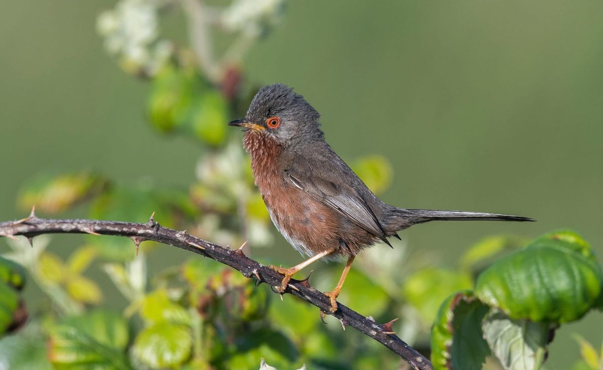 Dartford Warbler Numbers Hit Record High on RSPB Nature Reserves