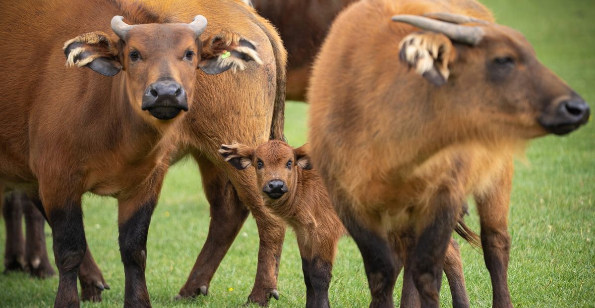 Rare Dwarf Forest Buffalo Calf Born at Woburn Safari Park