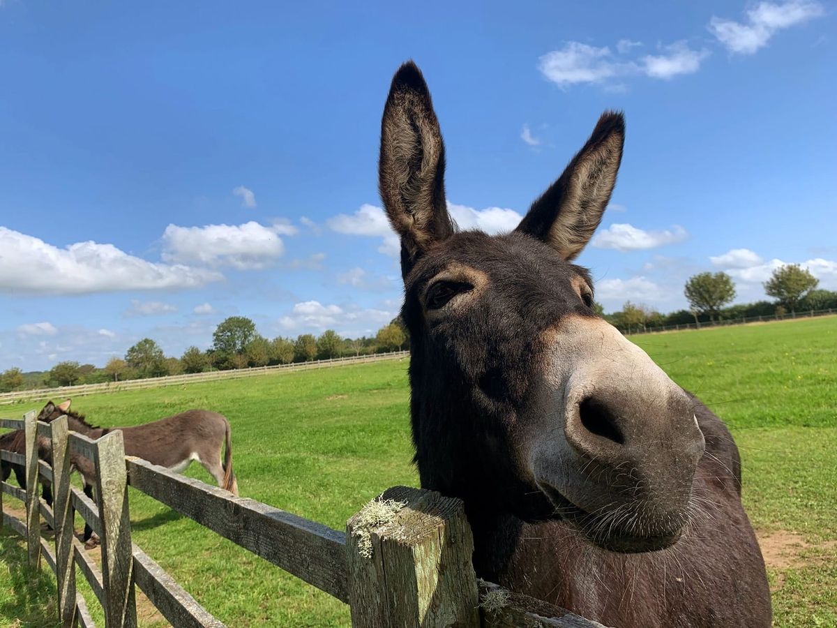 From fluffy Foals to Lifelong Friendships: Fun Facts for World Donkey Day
