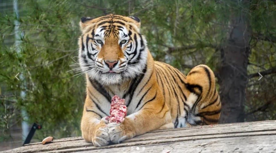 Rescued Tiger Aqua Settles into New Home at Noah’s Ark Zoo Farm (By Rosie, 13)