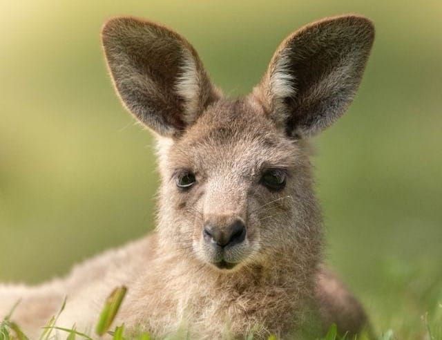 Meet Cwtch: The Tiny Kangaroo Joey Named By The Wales Family