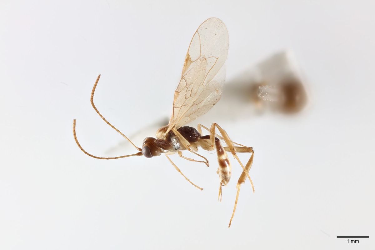 Chilean Wasp Named in Honour of Sir David Attenborough’s 100th Birthday