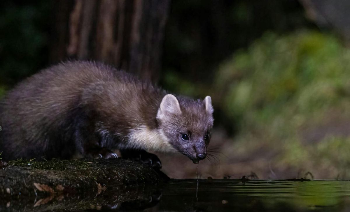 Rare Baby Pine Marten Rescued After Being Found in Rubbish Bin