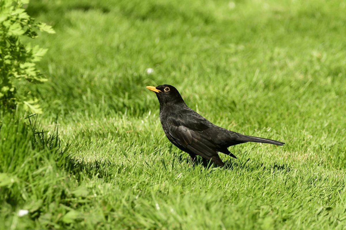 Gen Z Rediscovers Nature Through Birdwatching