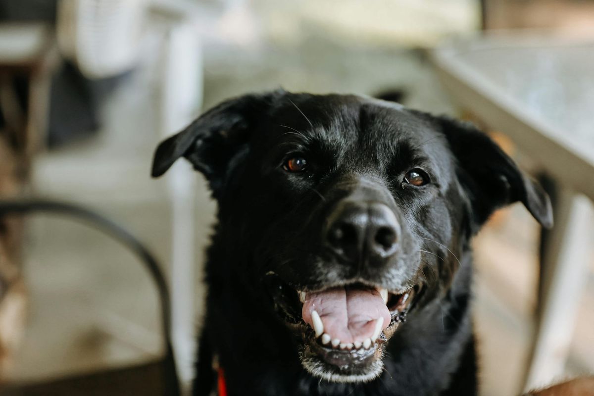 Dog Rescued After Falling 20ft Underground in North York Moors