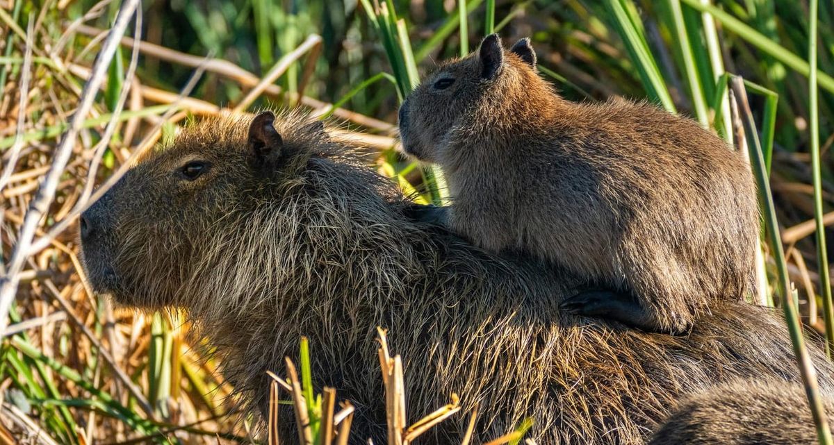 First Capybara Born in Scotland for 18 Years Arrives at Edinburgh Zoo