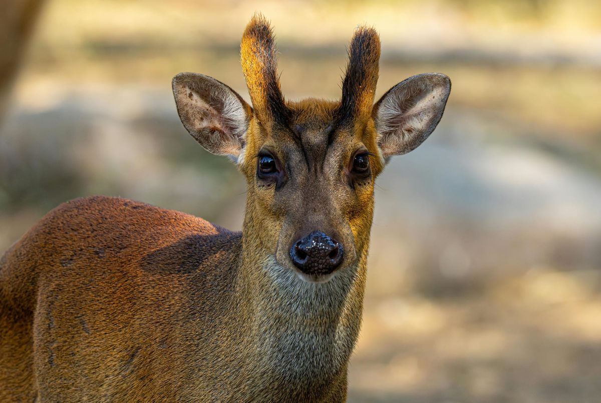 Deer Rescued After Getting Trapped in Norwich Marks & Spencer Escalator