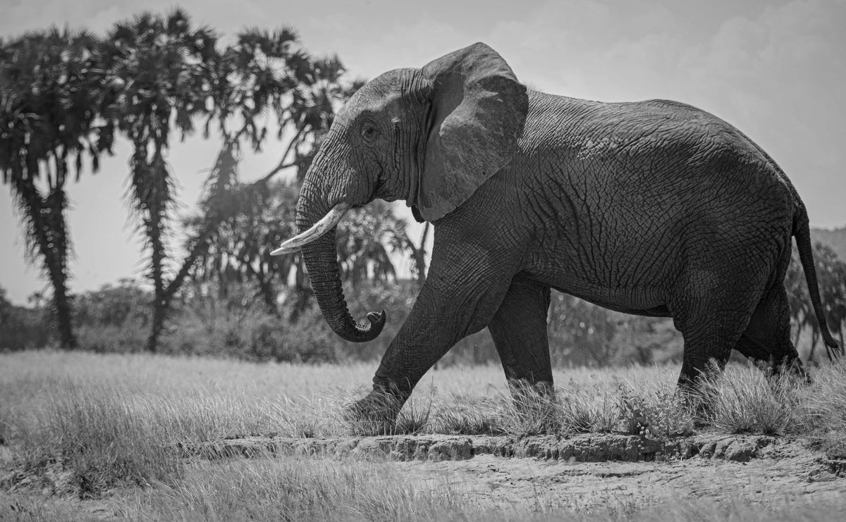 Super Somerset Safari returns to Noah’s Ark Zoo Farm for limited dates (By Isabella, 14)