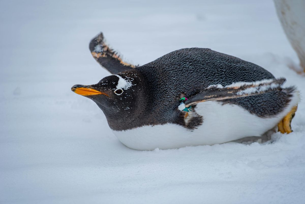 Penguin Chicks Beat The Odds After Tough Antarctic Season