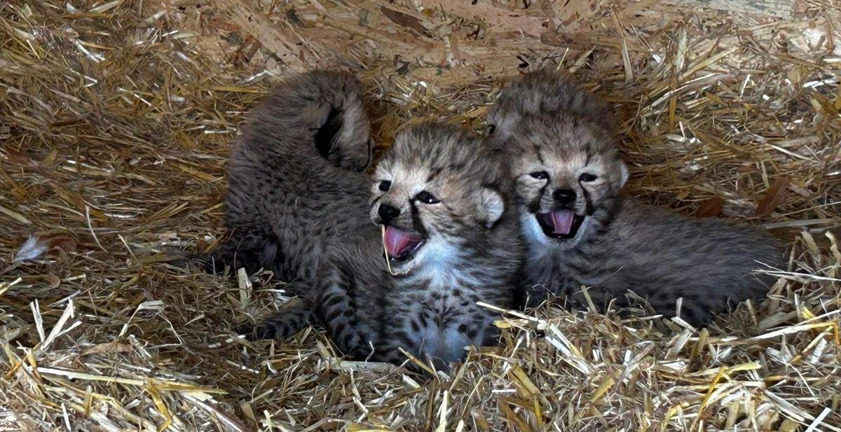 Seven Endangered Cheetah Cubs Born at Whipsnade Zoo