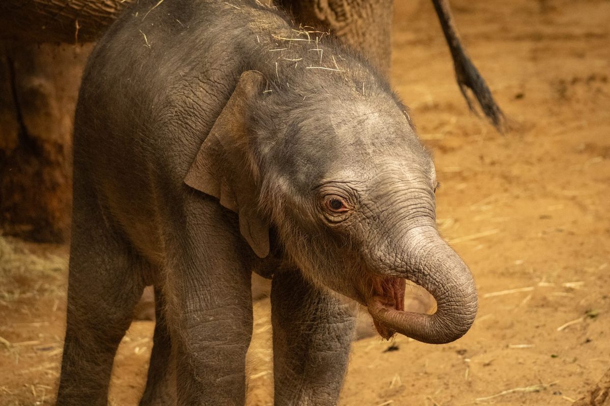 Endangered Asian Elephant Calf Born at Whipsnade Zoo in Major Conservation Boost