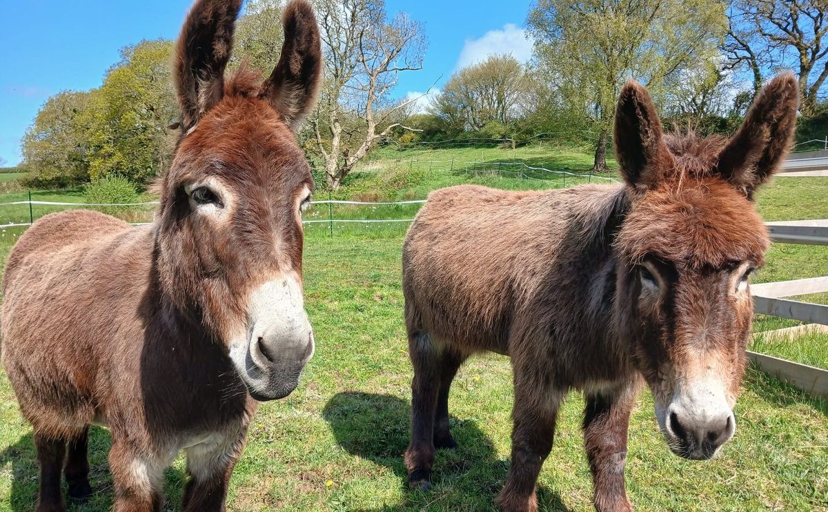Devon Smallholders Remove Deadly Plant to Welcome Rehomed Donkeys
