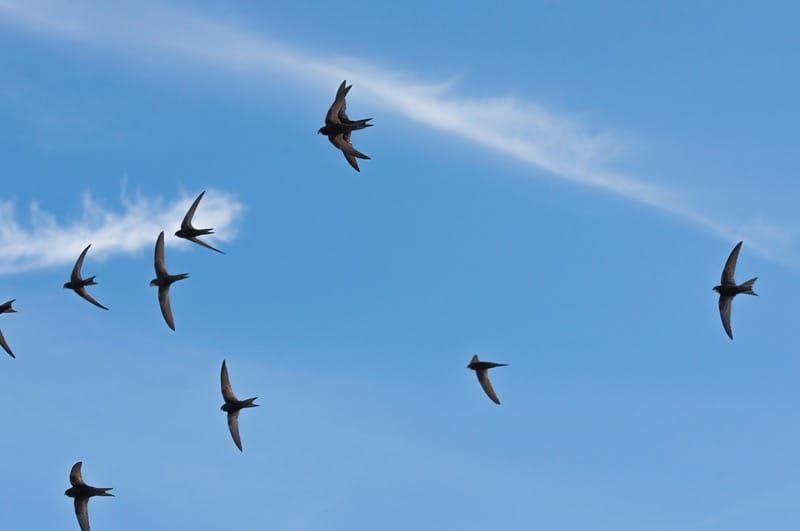 New Research Shows Swifts Would Rather Keep Their Home Than Their Partner